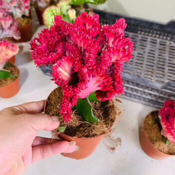 彩麒麟盆栽中国风仙人掌多肉植物花卉绿植盆栽玉麒麟 鸡血红麒麟