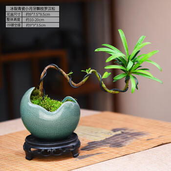 自然空间冰裂青瓷月牙飘螺旋罗汉松+09座