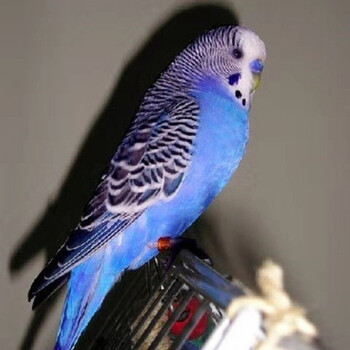 宠物鸟能学说话手养鹦鹉亲人鹦鹉观赏鸟包活 宝石蓝虎皮【稀有品种】