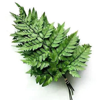 贵妃鲜 芒叶羊齿叶新鲜杨子叶烘培蛋糕点缀装饰西餐日料酒店装饰摆盘