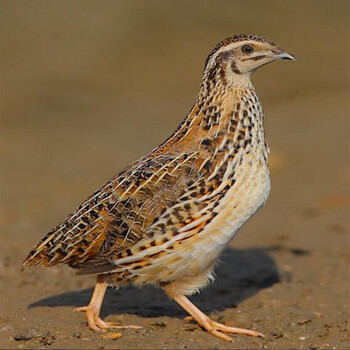 鹌鹑种蛋鹌鹑蛋受精种蛋可孵化受精种蛋孵化蛋新鲜鹌鹑蛋生蛋 30枚10