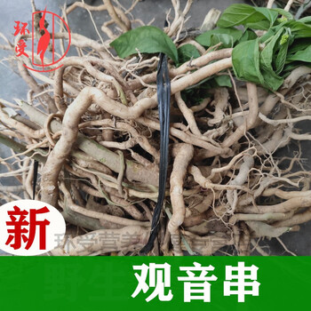 年货节预热观音串倒吊黄根根黄花倒水莲观音串农村采挖500克晒干