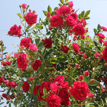 四季红木香花苗攀援爬藤植物甜蜜木香花树苗庭院阳台盆栽地栽木香花苗循环开花多花红花蔷薇花苗四季红木香大苗90 110厘米不含盆 图片价格品牌报价 京东