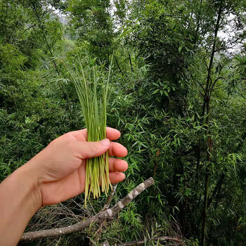 康中尊 野生新鲜竹叶芯天然单竹嫩芽竹芯竹卷心新鲜中药材100g