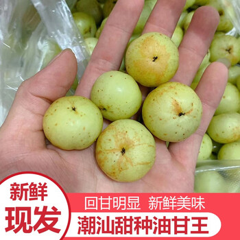 广东汕头新鲜甜种油甘王  现摘玻璃油柑青橄榄 油甘王 5斤