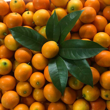 源外广西小金桔黄皮金桔5斤油皮小橘子水果柑桔子非脆皮滑皮 5斤-小果