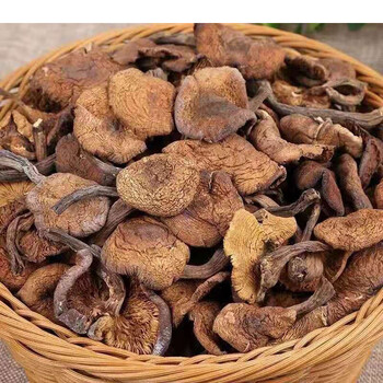 榛蘑干货500g野生蘑菇新鲜野山菌特级小鸡炖蘑菇的臻磨【图片 价格