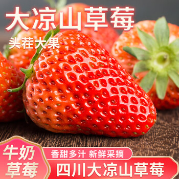 落沙园四川大凉山红颜牛奶油大草莓生鲜水果礼盒部分地区次日达 13g -20g优选果 带箱3斤装