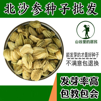伟博散装中药材2021年新产北沙参种子纯新品南沙参籽南沙参种子苗 北
