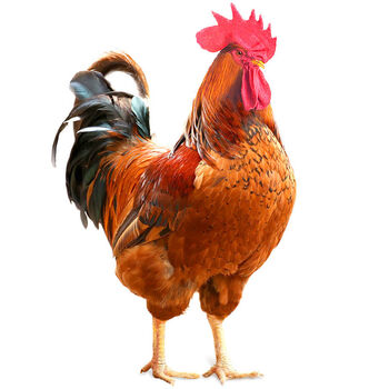 顺丰直达大公鸡现杀35斤农村散养土老公鸡杂粮喂养新鲜生鸡肉宰杀后