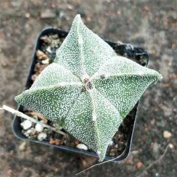 仙人球实生【五角鸾凤玉】5-6cm多肉植物品相好易养室内 实生四角银沙