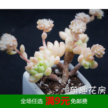 虹之玉锦多肉植物剑司诺娃多肉小老桩汤姆漫画海豚魔笛群生淡雪藕色凝脂莲老桩群生不含盆 图片价格品牌报价 京东 虹之玉锦多肉植物剑司诺娃多肉小老桩汤姆漫画海豚魔笛群生淡雪藕色凝脂莲老桩群生不含盆 图片价格品牌报价 京东