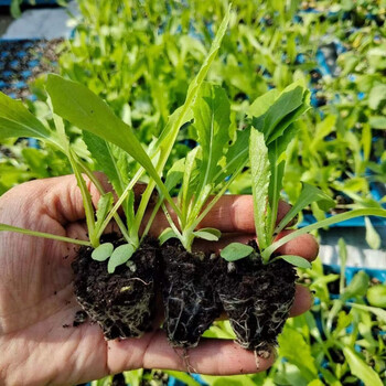大白菜苗乌塌菜苗生菜苗油麦菜苗秋冬阳台秧苗 油麦菜苗 6棵送6棵