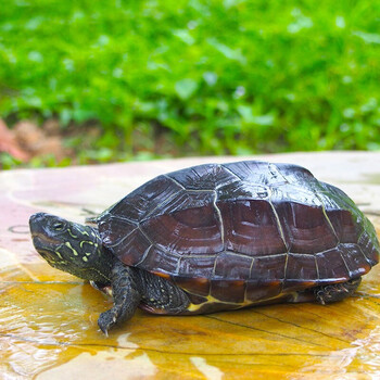 搭啵兔 草龟活物乌龟活体大六线金线龟小草龟活体繁殖组草龟龟龟苗7cm