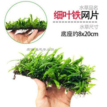 一袋10颗水下叶迷你九冠前景草鱼缸活体植物水族箱造景真水草增氧细叶铁皇冠8 图片价格品牌报价 京东