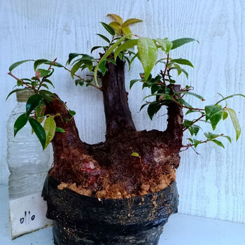 乌饭树桩盆栽精品乌饭盆景南烛室内盆景盆栽易养活常绿15