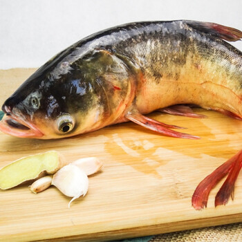 花亭湖冬捕有机胖头鱼4斤太湖新鲜淡水鱼现捕现杀鲜活水产