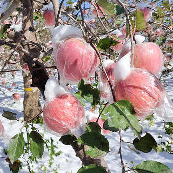 山西万荣雪果5斤10斤冰糖心红富士苹果20斤装