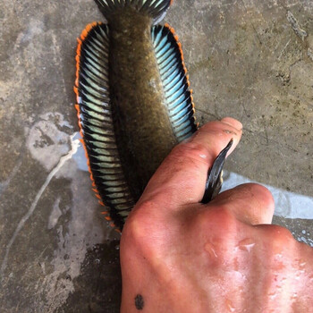 关注店铺联系客服归鹏宠物生活专营店观赏鱼活体雷龙冷水鱼野生南醴耐