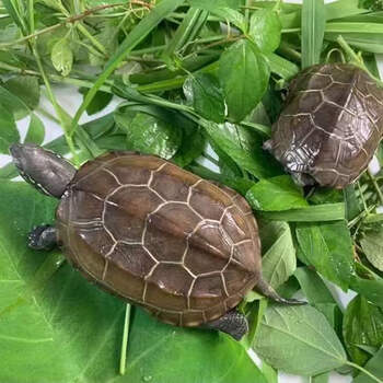 仟芸苏北金线草龟观赏中华草龟宠物龟活物精品乌龟长寿下蛋种龟大草龟