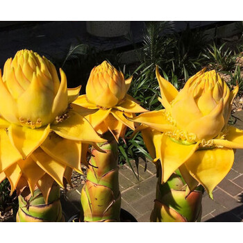 晗畅地涌金莲千叶佛莲千瓣莲花植株佛花花卉大型花绿植植物盆栽地矮胖