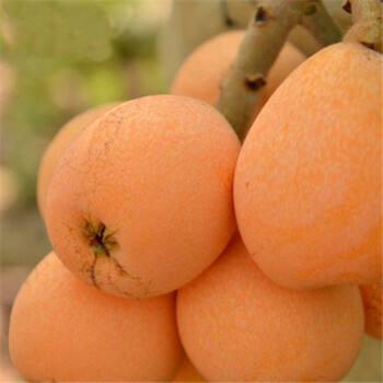 嫁接特大无核砂糖枇杷大五星果树苗南方北方种植盆栽地栽当年结果早钟