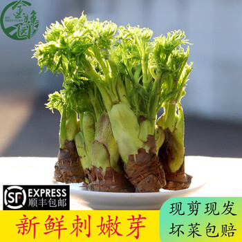 东北山野菜刺嫩芽焯水袋装刺老芽山野菜刺龙芽新鲜750g 图片价格品牌报价 京东