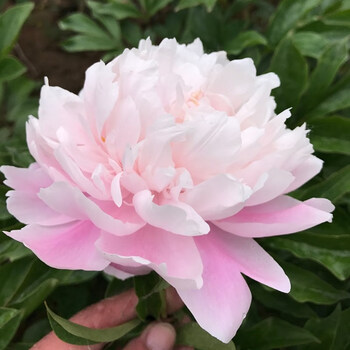 庭院盆栽室内室外地栽芍药花卉 桃花飞雪16-2芽头(当年开花) 根块