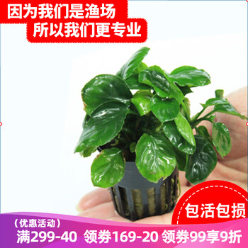 水草历史价格及优质用品推荐