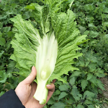 四川奶奶菜 包包泡青菜芥菜梗青菜邦 4斤带叶