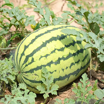 西农八号西瓜种子特大超甜西瓜种子抗病田园大棚种植春季秋季 懒汉