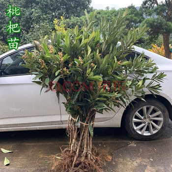 当年结果 枇杷苗 嫁接枇杷树苗果树苗白玉 无核大五星枇杷苗果树苗