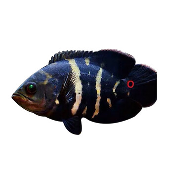 地图鱼七星奥图鱼活体观赏热带凶猛鱼大黄蜂地图野图鱼 大黄蜂5-7厘米