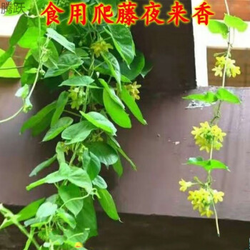 腾跃藤本食用夜香花夜兰香苗夜来香花菜千里香夜兰花植物盆栽l 30厘米左右高不含盆 图片价格品牌报价 京东