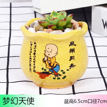 多肉植物批发花卉小盆栽室内绿植新手好养肉肉花带盆土 梦幻天使(盆