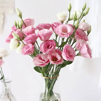 灿田  洋桔梗鲜花花束云南昆明基地冷链发货家庭鲜花每周一花生日礼物