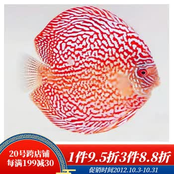 七彩神仙鱼精品热带观赏鱼7彩燕鱼苗活体中小型好养 红钻2条8-10厘米