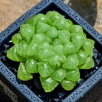 室内虹之玉老桩多肉花植物组合盆栽超萌新手好养肉肉稀有品种姬玉露46