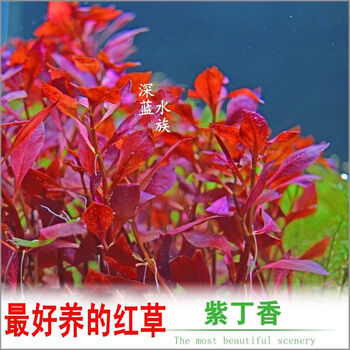 水草活体 真水草 好养耐活真水草植物鱼缸水草造景紫红丁香1杯15支左右 带固定瓷环 图片价格品牌报价 京东 水草活体 真水草 好养耐活真水草植物鱼缸水草造景紫红丁香1杯15支左右 带固定瓷环 图片价格品牌报价 京东