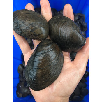 杜氏珠蚌圆顶珠蚌小河蚌原生活体宠物淡水冷水鳑鲏旁皮繁殖除藻 失衡