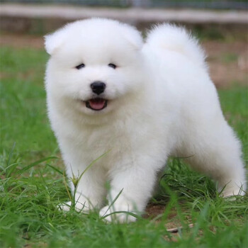 【品质保障】微笑天使萨摩耶幼犬活体纯种宠物狗萨摩耶犬雪橇三傻