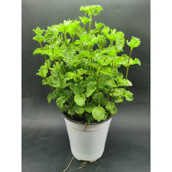 薄荷链接4 金钱柠檬猫薄荷普列冬季香皱叶观赏皱叶薄荷带盆栽好 图片价格品牌报价 京东