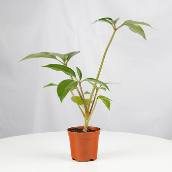 麦桑荷腾飞园艺只售精品日本大叶伞保罗日系欧美风盆栽净化空气室内