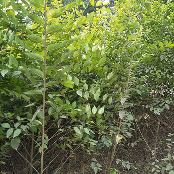 绿化苗木榆树苗榆树小苗食用榆树白榆家榆钱树树榆树树苗金叶榆树苗