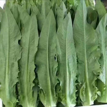 云南高原蔬菜新鲜油麦菜当季农家自种莜麦菜牛俐生菜时令叶菜3斤 7-8