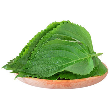 苏子叶新鲜食用包饭韩国烤肉紫苏叶青菜紫苏新鲜蔬菜包肉叶子 半斤