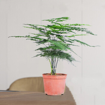 沭之美   大文竹盆栽植物室内大型盆景四季常青绿植花卉好养 文竹 20