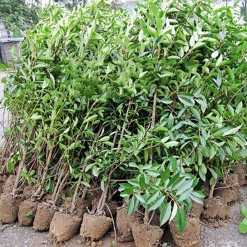 庭院绿篱围墙篱笆 法青【40-60厘米高度】5棵 高度【图片 价格 品牌