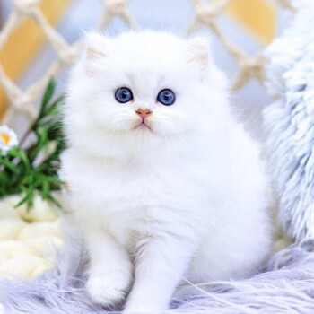 金吉拉猫咪活体 纯种金吉拉银点高地猫纯种活体宠物猫幼崽 波斯猫精品