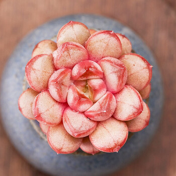 多肉植物盆栽组合新手套餐肉肉植物办公室内花卉绿植盆栽 姬葡萄(含盆